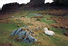 1996 - Grande-Bretagne 10 (Llanberis - Mai 1996)